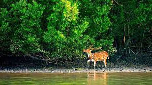 সুন্দরবন রচনা । Essay on Sundarban । প্রতিবেদন রচনা