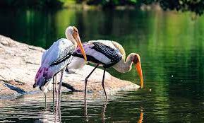 বাংলাদেশের পাখি রচনা । Essay on Birds of Bangladesh